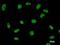 DDX39A antibody, LS-C342437, Lifespan Biosciences, Immunofluorescence image 