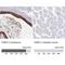 FKBP Prolyl Isomerase 2 antibody, NBP2-38604, Novus Biologicals, Immunohistochemistry paraffin image 