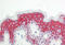 Vacuolar protein sorting-associated protein 13B antibody, MBS248443, MyBioSource, Immunohistochemistry frozen image 