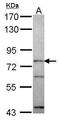 Origin Recognition Complex Subunit 3 antibody, GTX115721, GeneTex, Western Blot image 