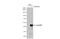 Serpin Family B Member 3 antibody, NBP2-20310, Novus Biologicals, Western Blot image 