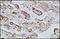 Sodium-dependent phosphate transport protein 2B antibody, 251343, Abbiotec, Immunohistochemistry paraffin image 