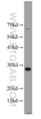 Equatorin antibody, 23168-1-AP, Proteintech Group, Western Blot image 
