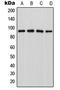 Leucine Zipper Like Transcription Regulator 1 antibody, LS-C353031, Lifespan Biosciences, Western Blot image 