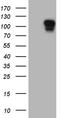 Actin Filament Associated Protein 1 antibody, TA810439, Origene, Western Blot image 