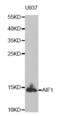 AIF1 antibody, abx002264, Abbexa, Western Blot image 