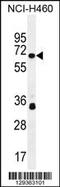 Zinc Finger Protein 433 antibody, 55-883, ProSci, Western Blot image 