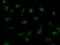 Origin Recognition Complex Subunit 6 antibody, LS-C342632, Lifespan Biosciences, Immunofluorescence image 