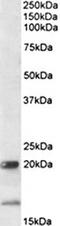 Interleukin 17B antibody, orb131701, Biorbyt, Western Blot image 