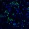 Regulator Of G Protein Signaling 21 antibody, GTX85280, GeneTex, Immunofluorescence image 