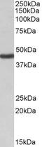 Potassium Voltage-Gated Channel Subfamily J Member 1 antibody, LS-C112785, Lifespan Biosciences, Western Blot image 