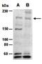 Lysine Demethylase 5B antibody, orb66907, Biorbyt, Western Blot image 