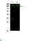 RB Transcriptional Corepressor 1 antibody, LS-C813415, Lifespan Biosciences, Western Blot image 