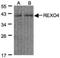 REX4 Homolog, 3'-5' Exonuclease antibody, NBP1-31119, Novus Biologicals, Western Blot image 
