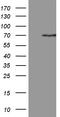 PiggyBac Transposable Element Derived 3 antibody, LS-C792420, Lifespan Biosciences, Western Blot image 