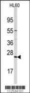 Trafficking Protein Particle Complex 4 antibody, 57-831, ProSci, Western Blot image 