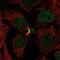 Ladybird Homeobox 2 antibody, PA5-60662, Invitrogen Antibodies, Immunofluorescence image 