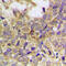 Paxillin antibody, GTX55026, GeneTex, Immunohistochemistry paraffin image 