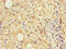 Epstein-Barr Virus Induced 3 antibody, CSB-PA007360LA01HU, Cusabio, Immunohistochemistry paraffin image 