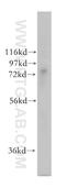 TRNA-YW Synthesizing Protein 1 Homolog B antibody, 17665-1-AP, Proteintech Group, Western Blot image 