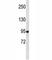 TLE Family Member 1, Transcriptional Corepressor antibody, F40324-0.4ML, NSJ Bioreagents, Western Blot image 