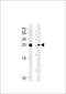 MOB Kinase Activator 1B antibody, 62-608, ProSci, Western Blot image 