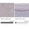 Acid Sensing Ion Channel Subunit 3 antibody, NBP2-62624, Novus Biologicals, Immunohistochemistry paraffin image 