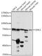 G Protein Nucleolar 1 (Putative) antibody, 16-396, ProSci, Western Blot image 