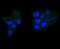 Caspase 6 antibody, NBP2-67567, Novus Biologicals, Immunofluorescence image 