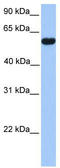 CUGBP Elav-Like Family Member 2 antibody, TA345751, Origene, Western Blot image 