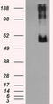 Lipase G, Endothelial Type antibody, TA501002, Origene, Western Blot image 