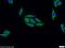 Fas Associated Factor Family Member 2 antibody, 16251-1-AP, Proteintech Group, Immunofluorescence image 