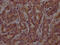 ATF4 antibody, CSB-PA002272LA11HU, Cusabio, Immunohistochemistry frozen image 