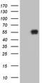 Kruppel Like Factor 12 antibody, LS-C792423, Lifespan Biosciences, Western Blot image 