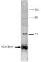 Histone H3 antibody, TA347167, Origene, Western Blot image 