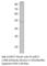 Sirtuin 7 antibody, SIRT7-701AP, FabGennix, Western Blot image 