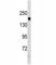 TSC Complex Subunit 1 antibody, F52109-0.4ML, NSJ Bioreagents, Western Blot image 