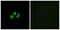 Sodium Voltage-Gated Channel Alpha Subunit 7 antibody, GTX87701, GeneTex, Immunofluorescence image 