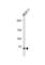 TSPY Like 2 antibody, abx034821, Abbexa, Western Blot image 