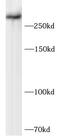 BRCA2 DNA Repair Associated antibody, FNab10454, FineTest, Western Blot image 