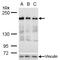 Ribosome Binding Protein 1 antibody, MA5-18289, Invitrogen Antibodies, Western Blot image 