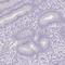 Histone-lysine N-methyltransferase SUV39H2 antibody, HPA057554, Atlas Antibodies, Immunohistochemistry frozen image 