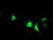 Interferon Regulatory Factor 6 antibody, TA503159, Origene, Immunofluorescence image 