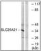 Solute Carrier Family 25 Member 21 antibody, AP32300PU-N, Origene, Western Blot image 