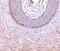 Ectodysplasin A2 Receptor antibody, 3855, ProSci, Immunohistochemistry paraffin image 