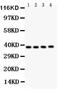 NFKB Inhibitor Beta antibody, PA5-79737, Invitrogen Antibodies, Western Blot image 