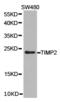 TIMP Metallopeptidase Inhibitor 2 antibody, LS-C192916, Lifespan Biosciences, Western Blot image 