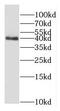 G Protein Subunit Alpha I1 antibody, FNab03531, FineTest, Western Blot image 