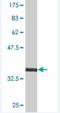 Musculin antibody, H00009242-M01, Novus Biologicals, Western Blot image 