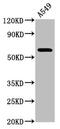 Phosphodiesterase 9A antibody, CSB-PA527985LA01HU, Cusabio, Western Blot image 